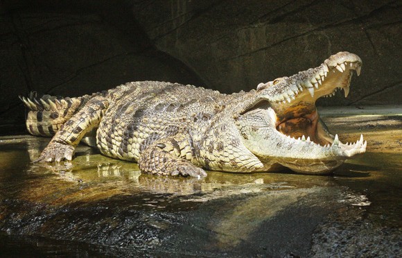 ワニ革の豆知識 ～クロコダイルの種類と特徴～ | バッグ・カバンの